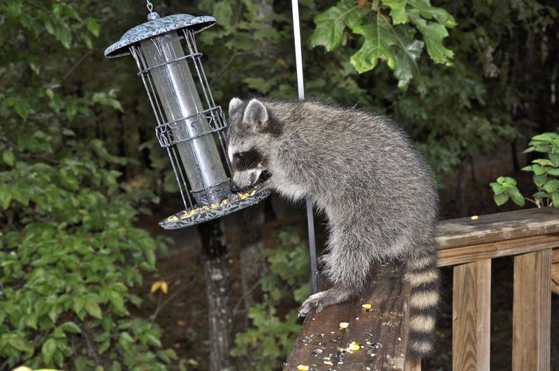 Leaving Pet Food Or Animal Feed Outside