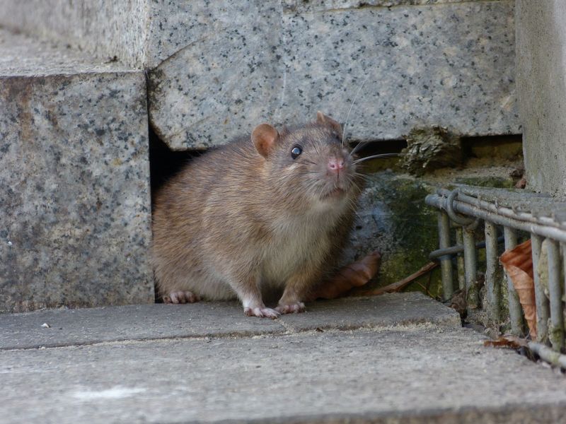 Leaving Pet Food Outside Turns The Patio Into A Buffet