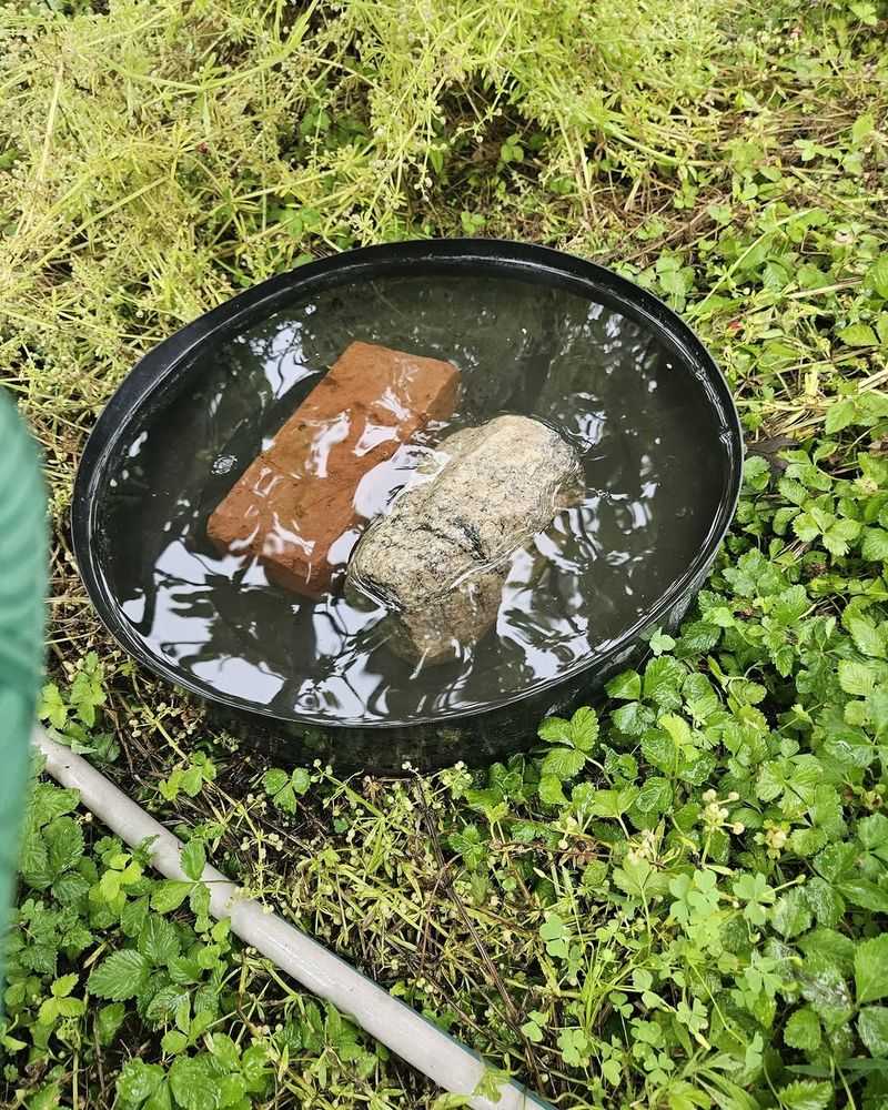 Leaving Saucers Under Pots Creates Moisture They Use