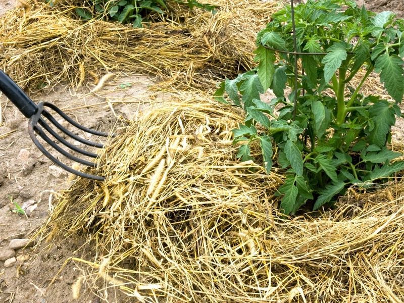 Leaving Soil Bare Around The Root Zone