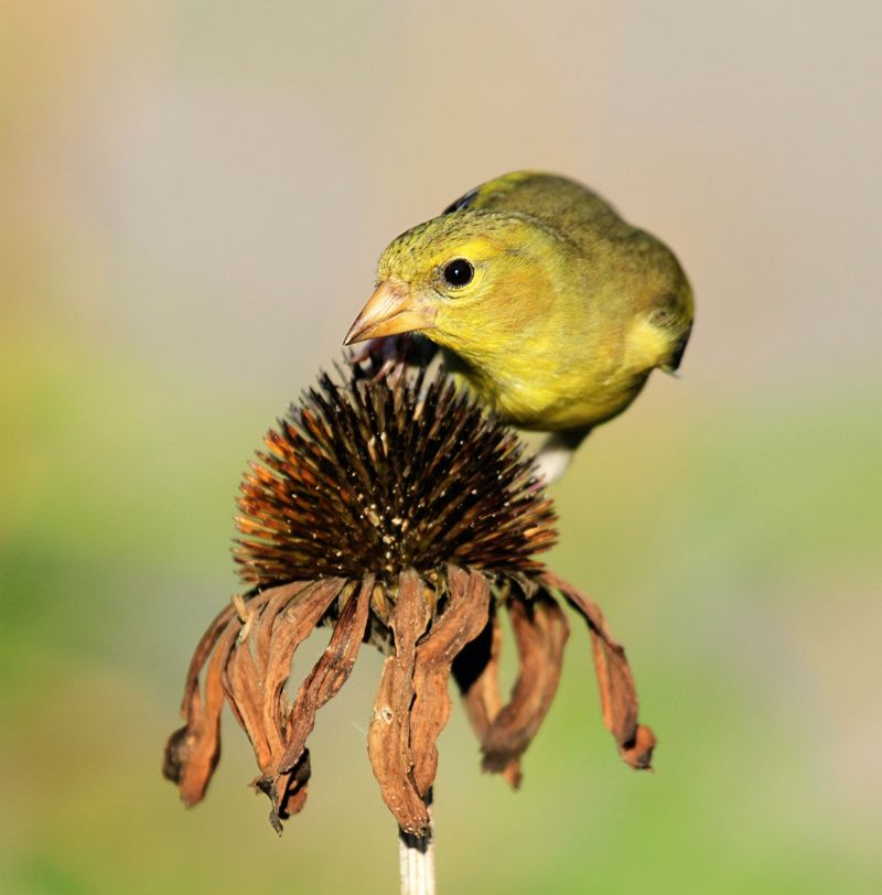 Leaving Some Seed Heads Supports Birds Leaving Some Seed Heads Supports Birds