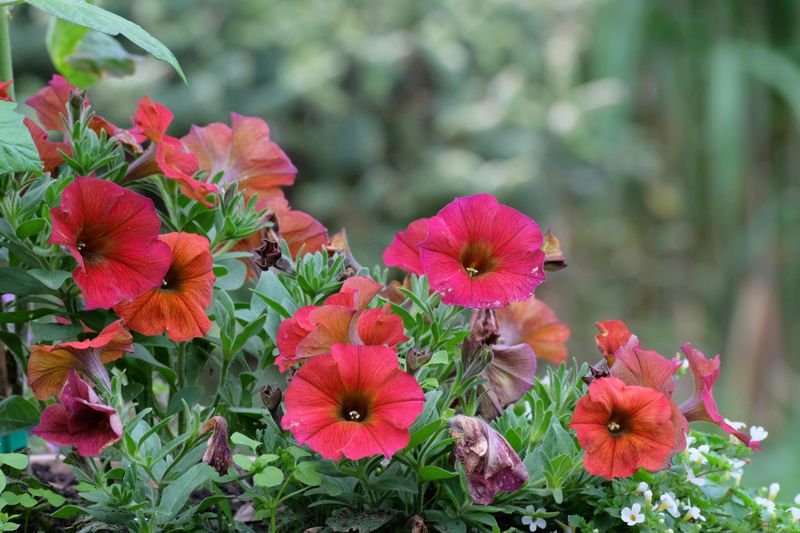 Leaving Spent Blooms On The Plant Slows It Down