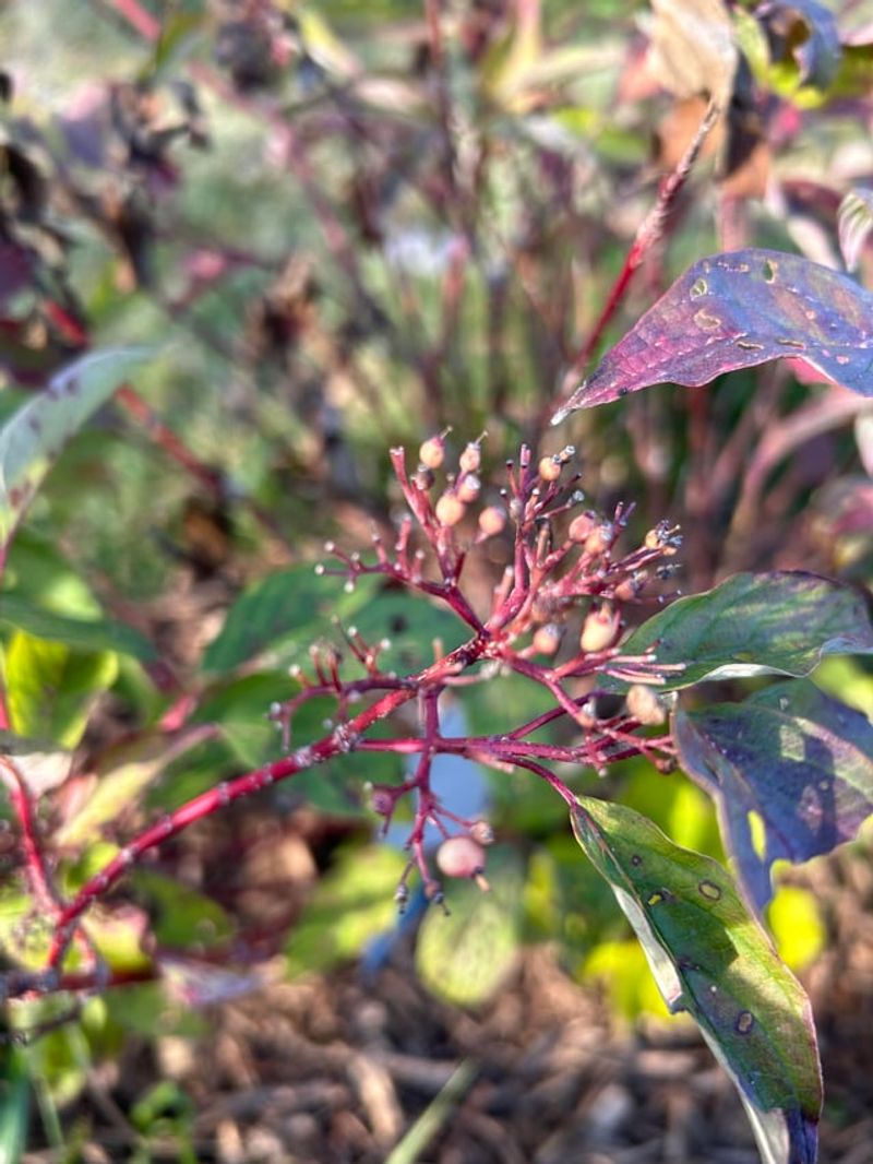 Leaving Stems Standing Builds The Winter Drama Leaving Stems Standing Builds The Winter Drama