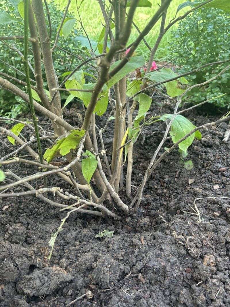 Leaving The Root Ball Covered With Extra Soil