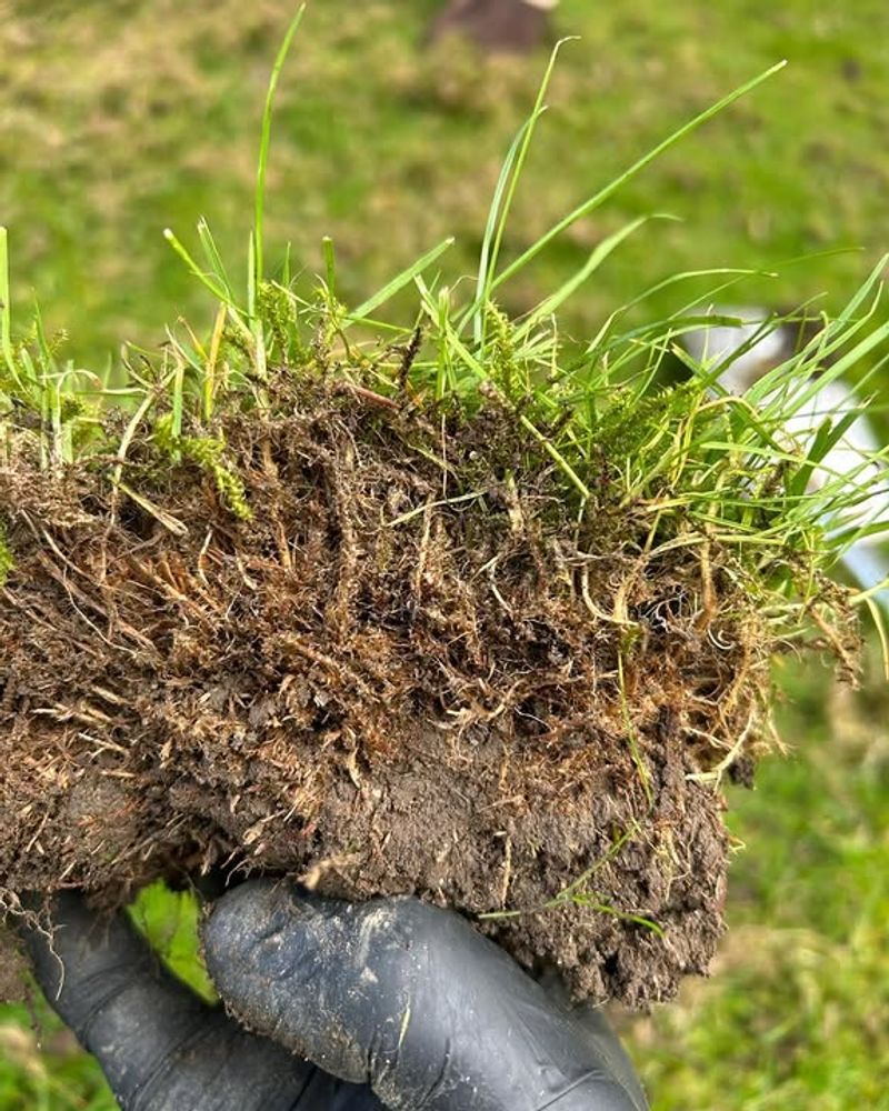 Leaving Thick Thatch Unmanaged