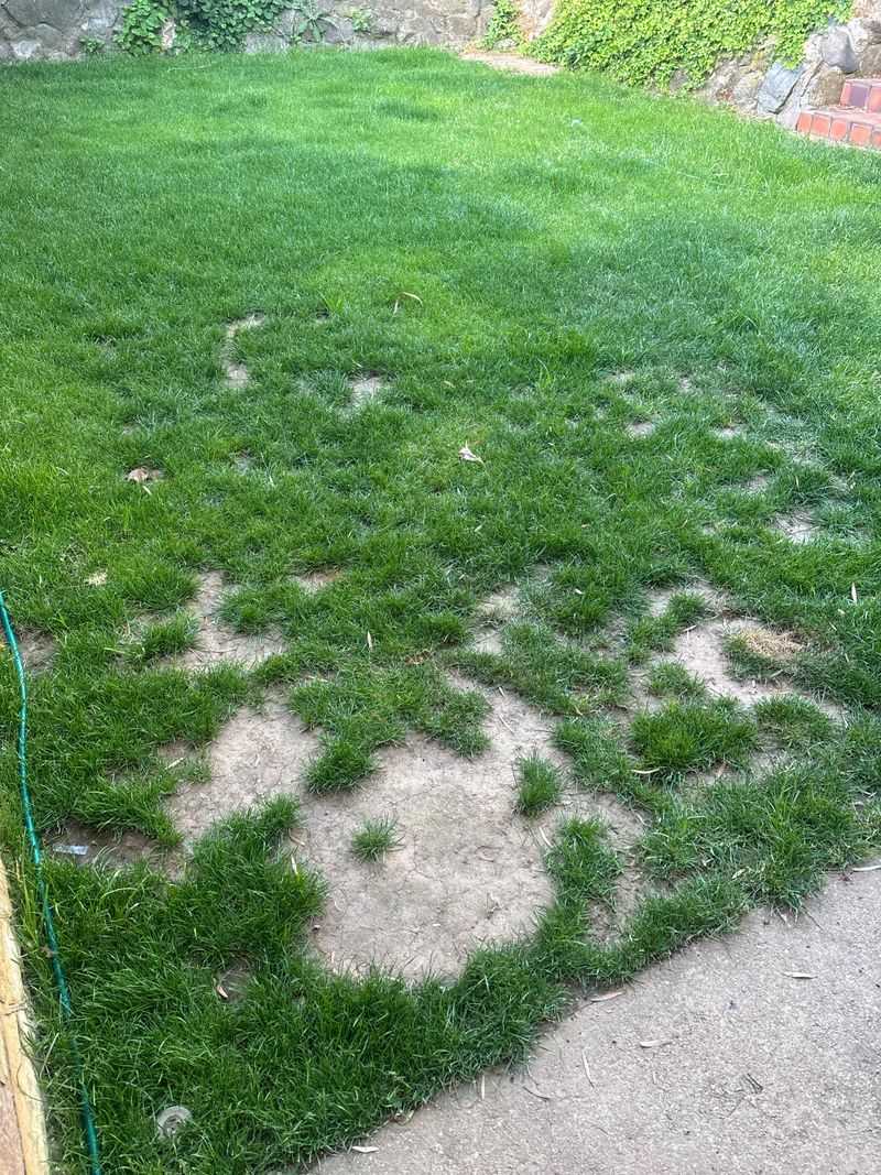 Leaving Thin Turf Unrepaired Leaving Thin Turf Unrepaired