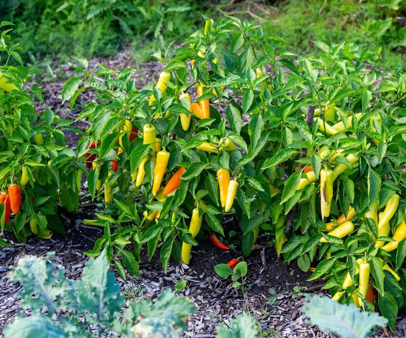 Leaving Too Many Mature Peppers On The Plant