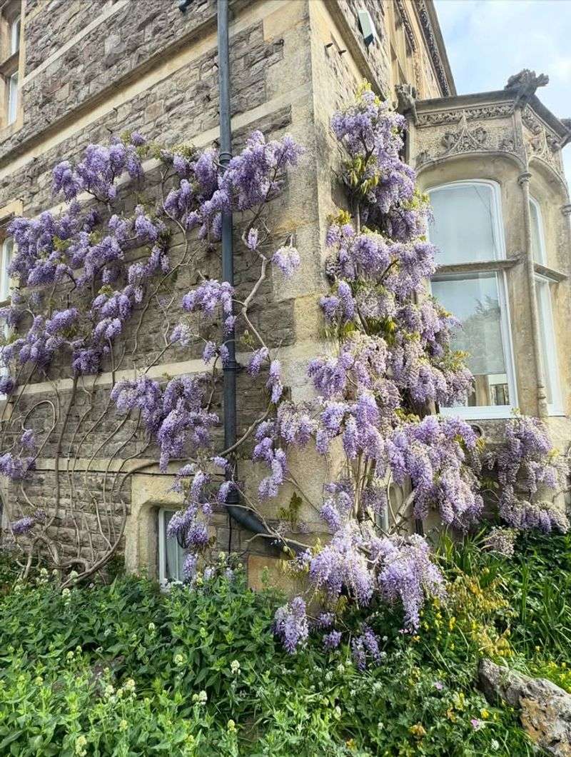 Leaving Wisteria Untended Around Yard Structures