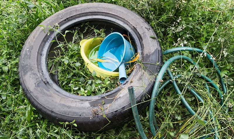 Leaving Yard Debris And Litter That Holds Water