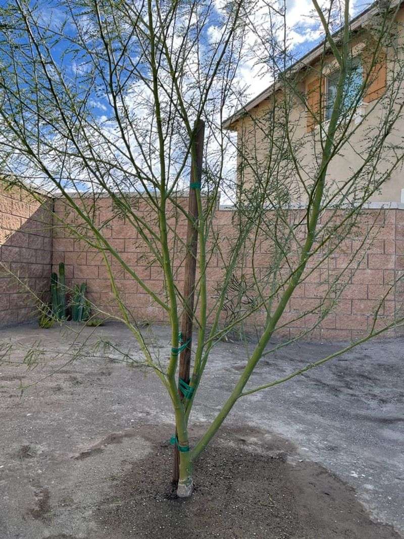 Leaving Young Trees Attached To Stakes For Years