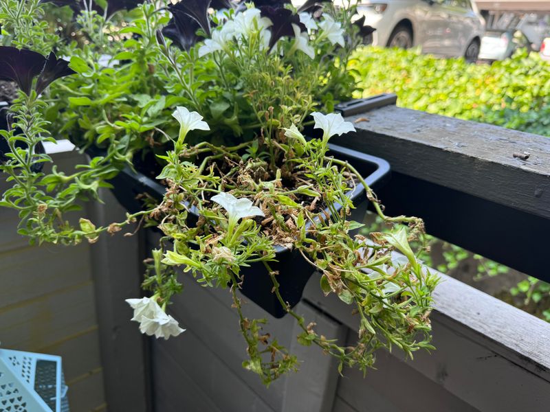 Leggy Plants Mid Season Need A Hard Cut Not More Water
