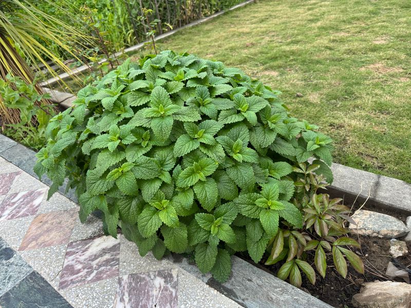 Lemon Balm