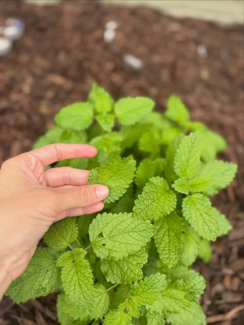 Lemon Balm Lemon Balm