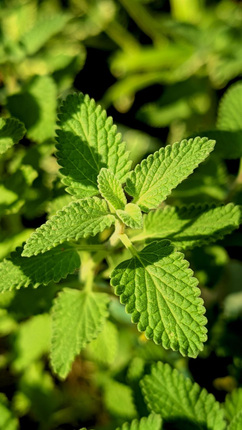 Lemon Balm Lemon Balm