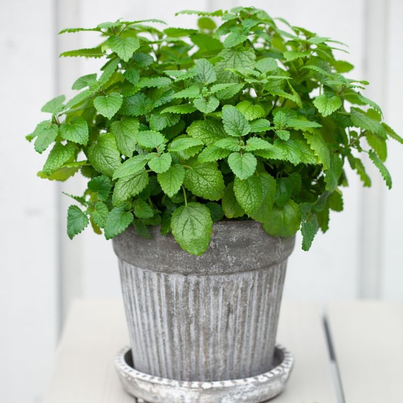Lemon Balm Belongs In Pots With Cool Filtered Light Lemon Balm Belongs In Pots With Cool Filtered Light