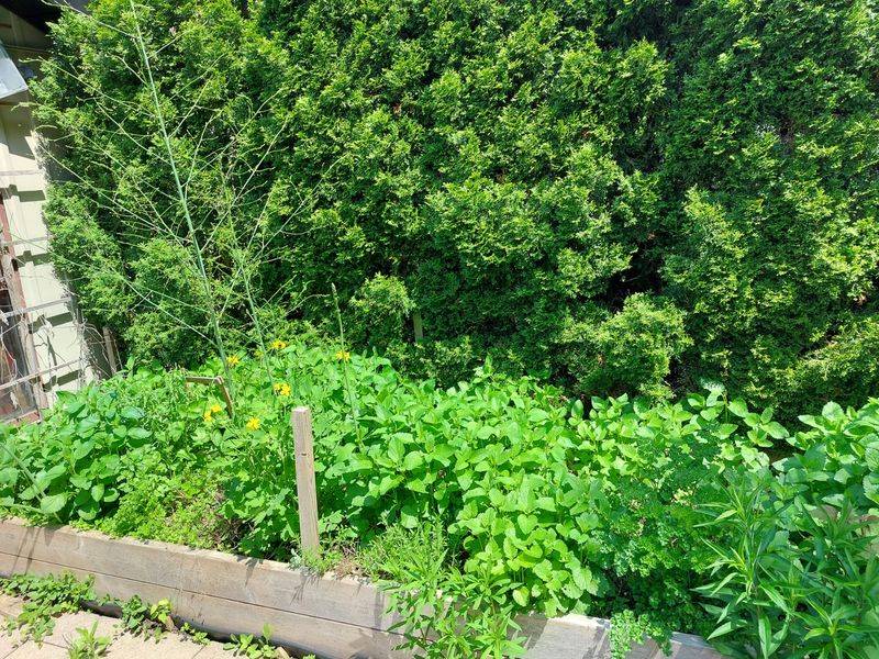 Lemon Balm Escapes Its Corner Just Like Mint