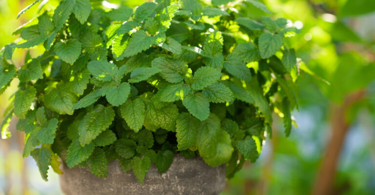 Lemon Balm Is The Herb That Makes New Hampshire Patios Worth Sitting On, And Here Is Why