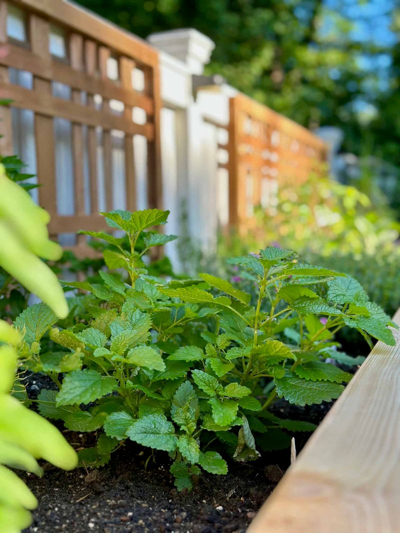 Lemon Balm May Help Discourage Mosquitoes