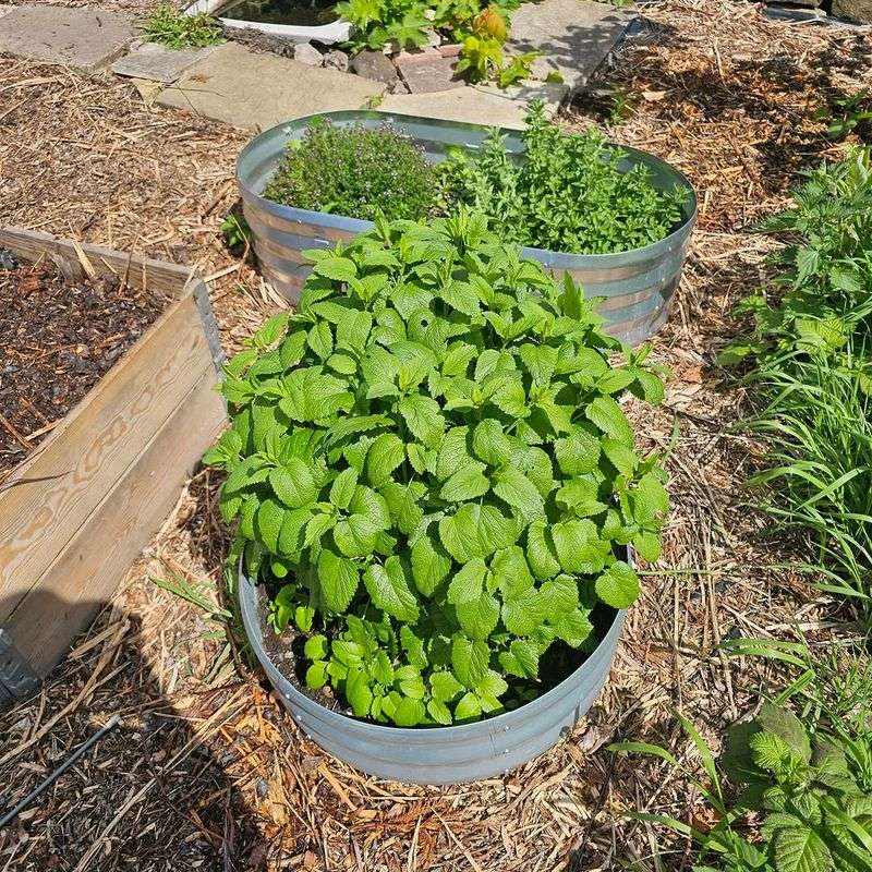 Lemon Balm Produces A Noticeable Citrus Scent Lemon Balm Produces A Noticeable Citrus Scent