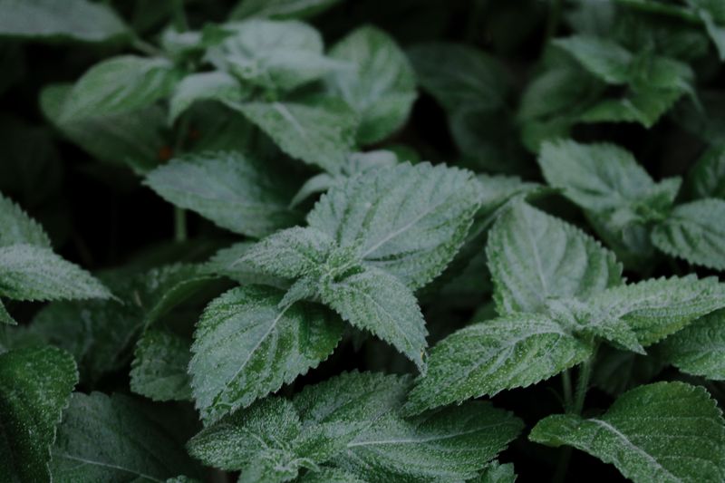 Lemon Balm Smells Amazing To You And Terrible To Mosquitoes