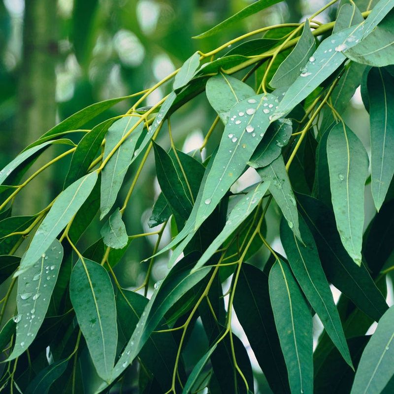 Lemon Eucalyptus