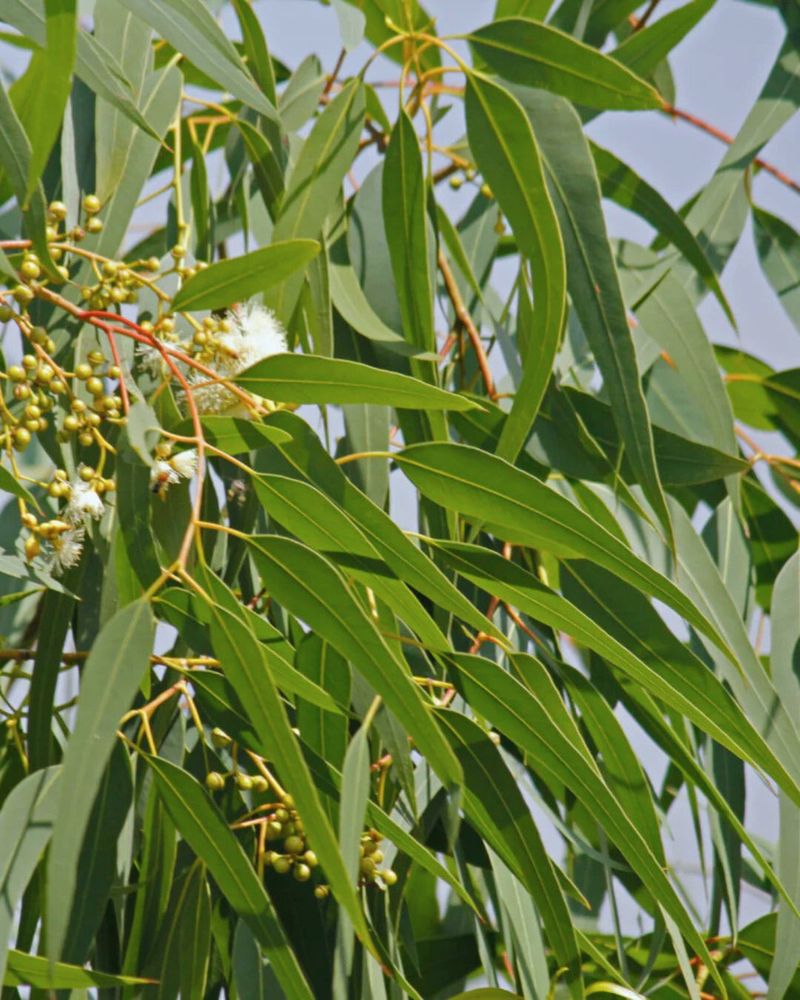 Lemon Eucalyptus