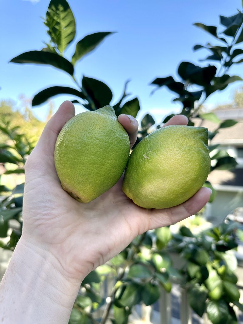 Lemon Trees Reward Patience With Years Of Harvests Lemon Trees Reward Patience With Years Of Harvests