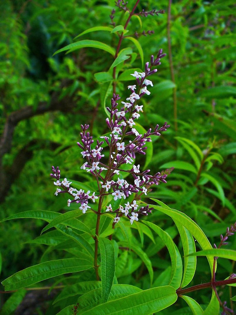 Lemon Verbena Adds Citrus Fragrance Near Patio Edges Lemon Verbena Adds Citrus Fragrance Near Patio Edges