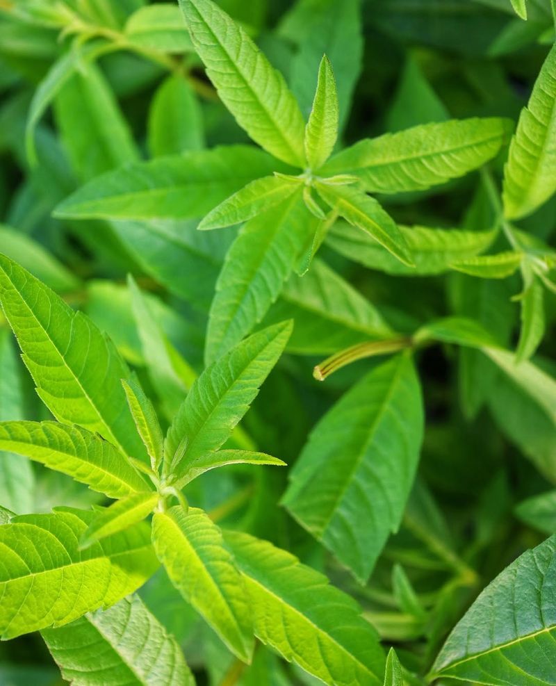 Lemon Verbena Handles Summer Heat Extremely Well Lemon Verbena Handles Summer Heat Extremely Well