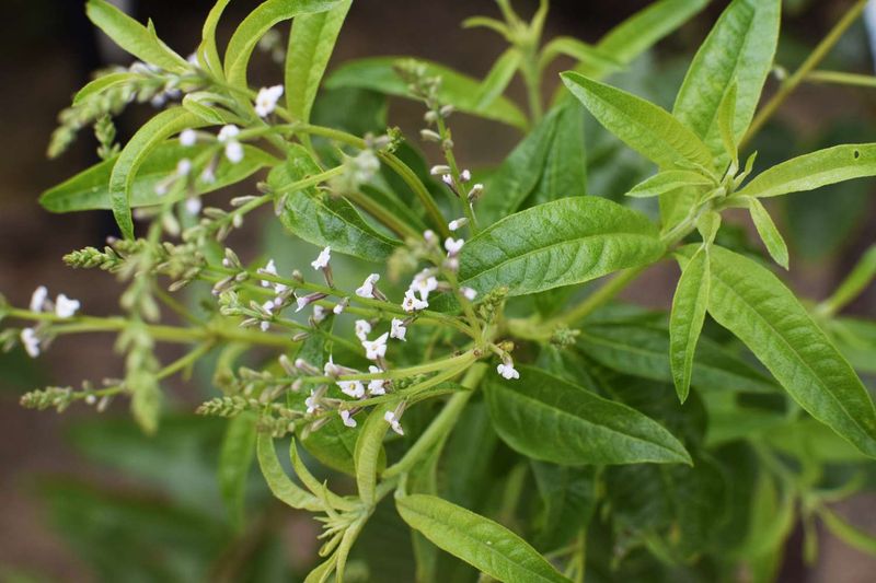 Lemon Verbena Stands Out With Its Citrus Scent