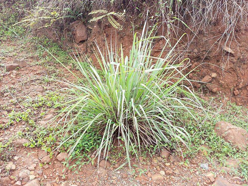 Lemongrass Adds Tall Structure And Citrus Scent To Harvest Edges Lemongrass Adds Tall Structure And Citrus Scent To Harvest Edges