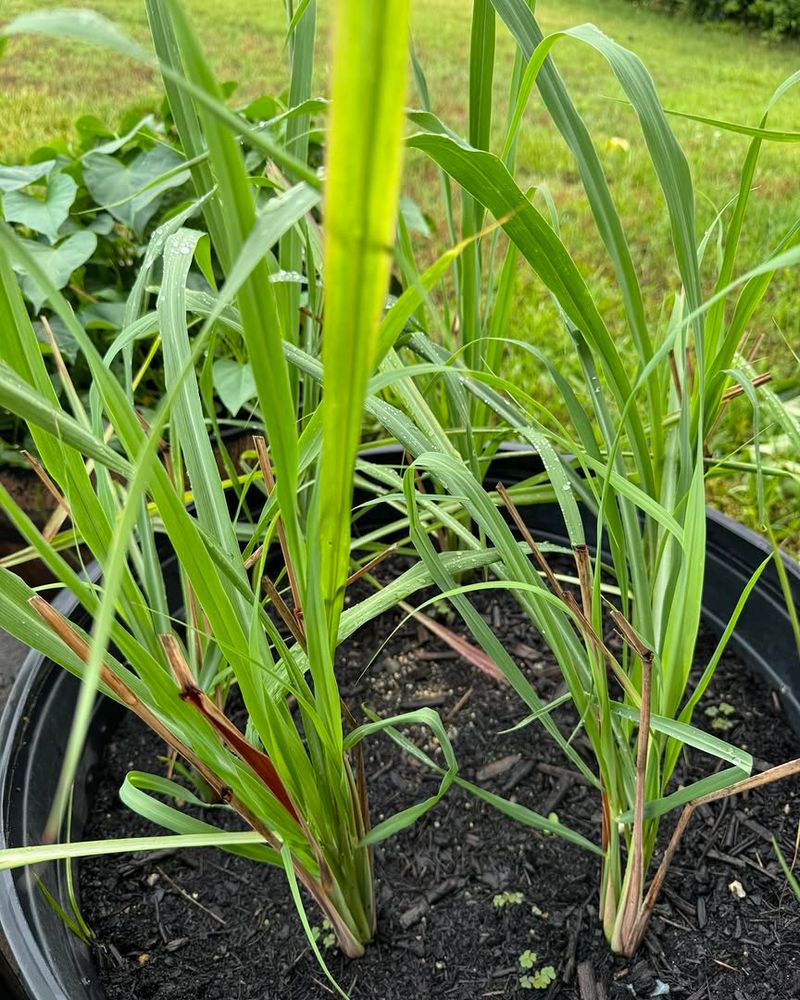 Lemongrass Brings Citrus Scent To Sunny Containers Lemongrass Brings Citrus Scent To Sunny Containers