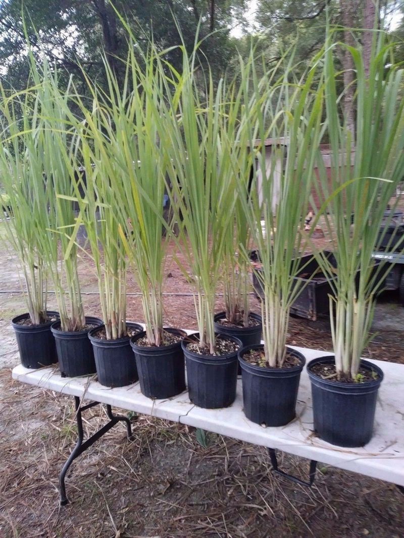 Lemongrass Brings Citrus Scent To Sunny Herb Pots Lemongrass Brings Citrus Scent To Sunny Herb Pots