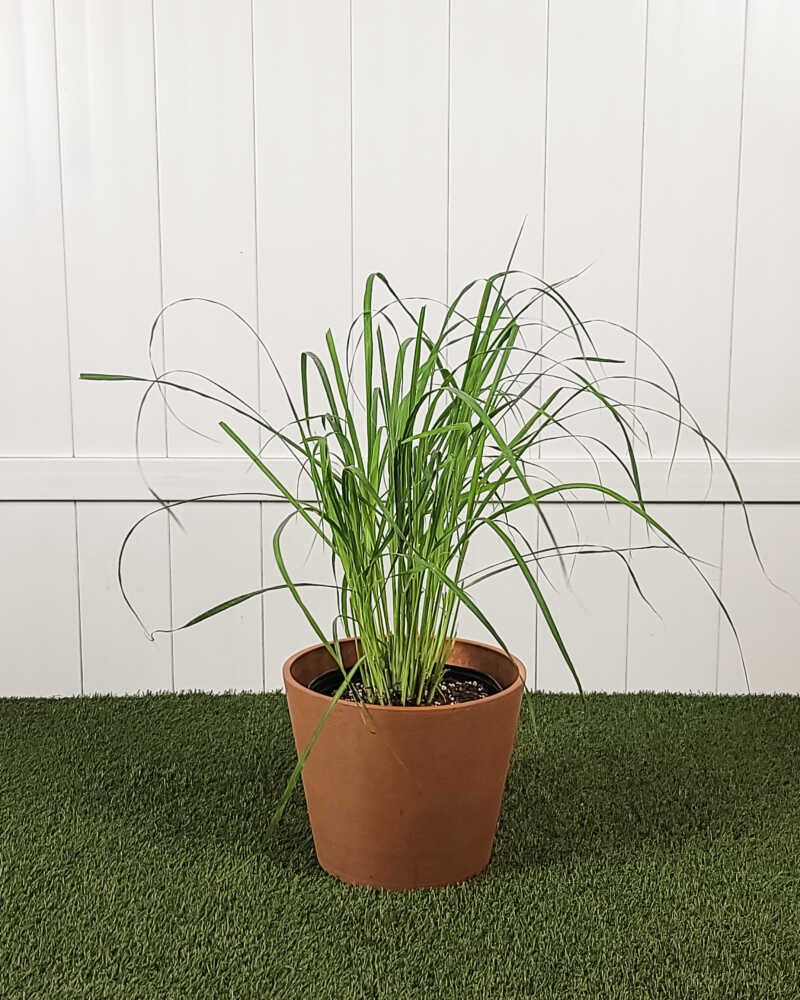 Lemongrass Loves Florida Heat Lemongrass Loves Florida Heat