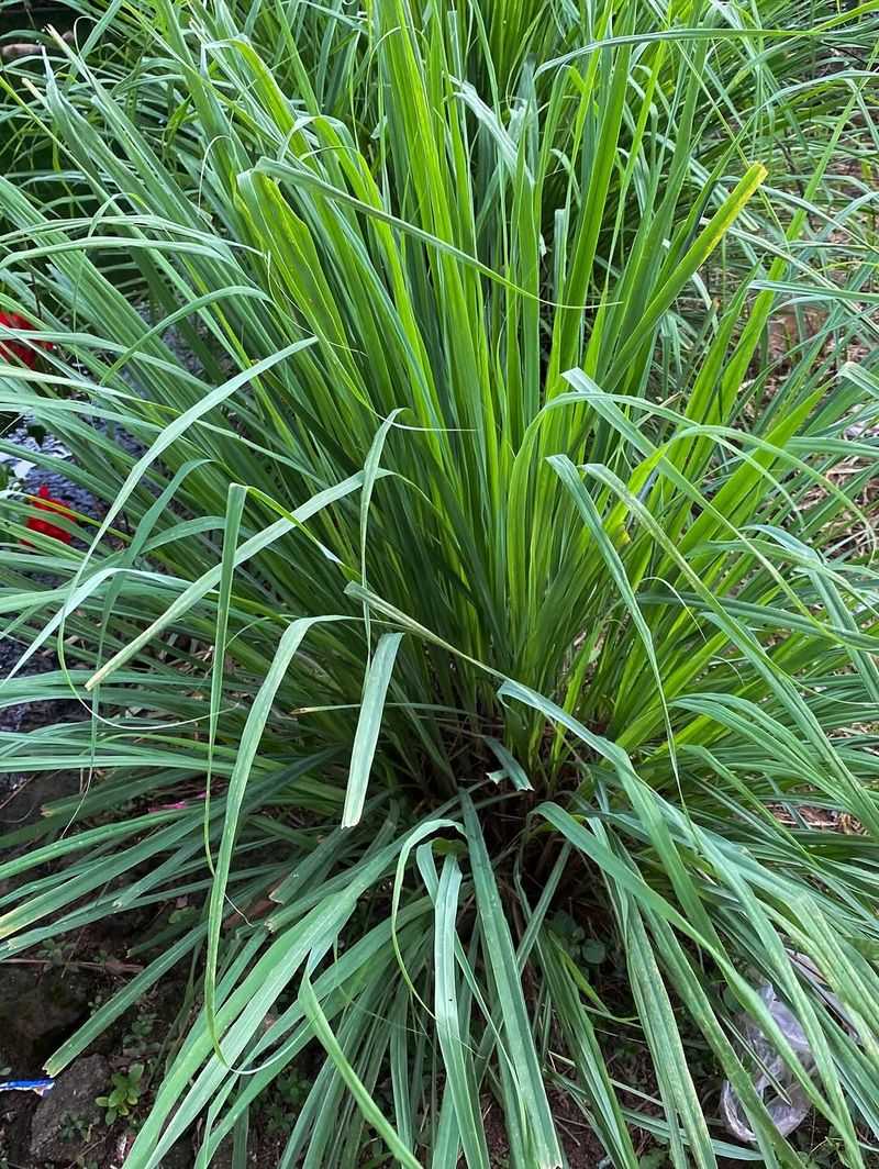 Lemongrass Loves Heat And Sunshine