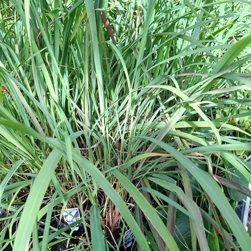 Lemongrass Produces Strong Growth In Heat Lemongrass Produces Strong Growth In Heat