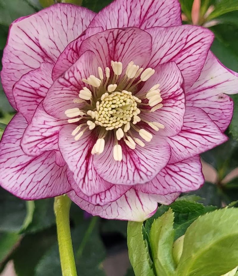 Lenten Roses