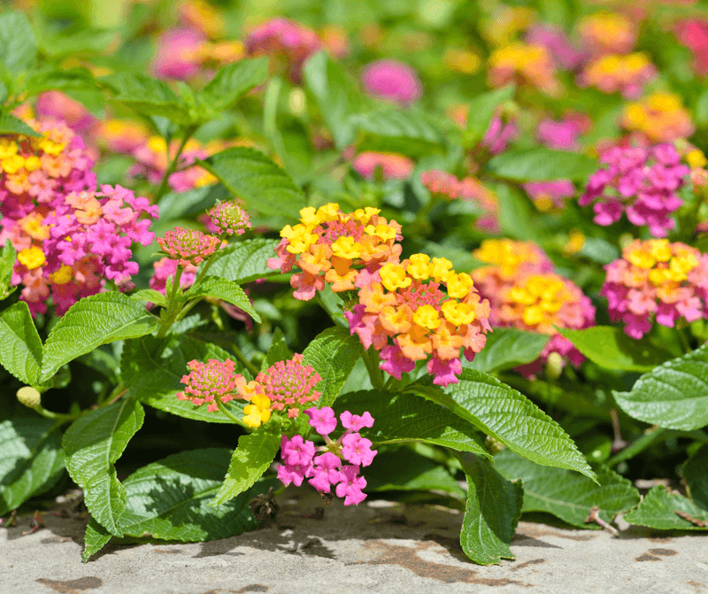 Less Frequent Watering After Establishment
