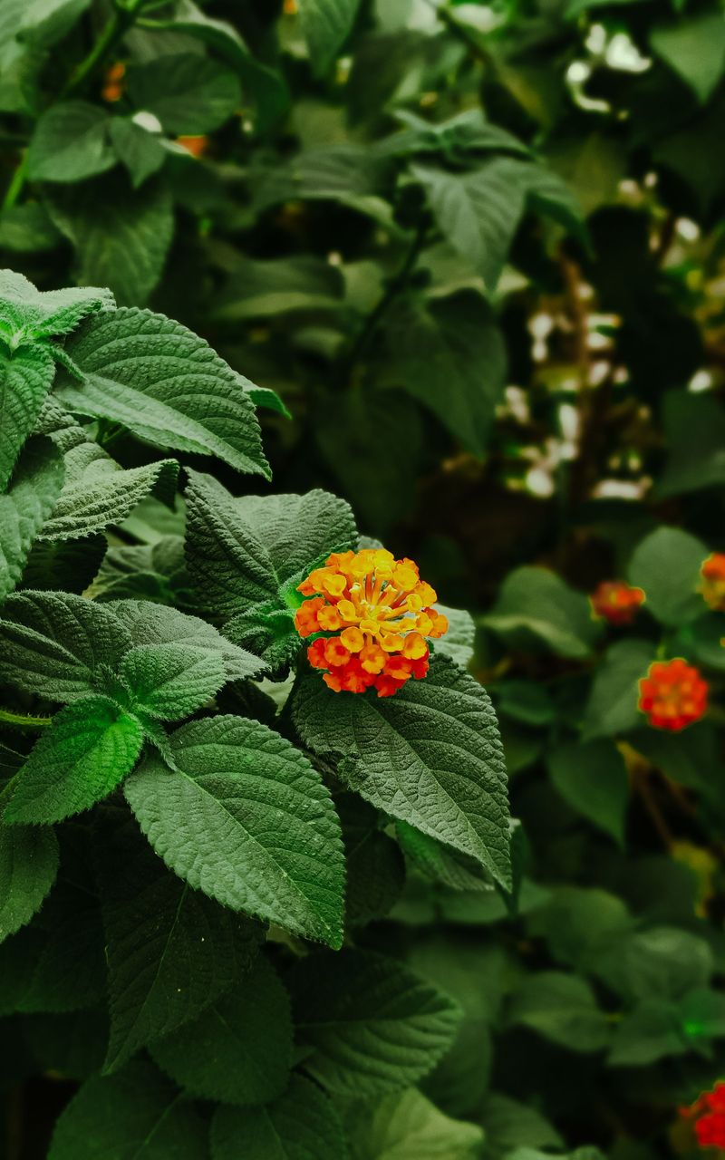 Less Frequent Watering Gives Lantana Roots Room To Grow Less Frequent Watering Gives Lantana Roots Room To Grow