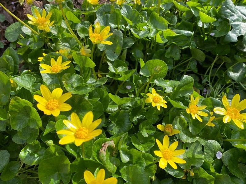 Lesser Celandine Spreads Before Spring Ends Lesser Celandine Spreads Before Spring Ends