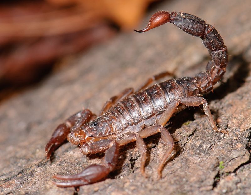 Lesser Stripetail Scorpion (Chihuahuanus Coahuilae) Lesser Stripetail Scorpion (Chihuahuanus Coahuilae)
