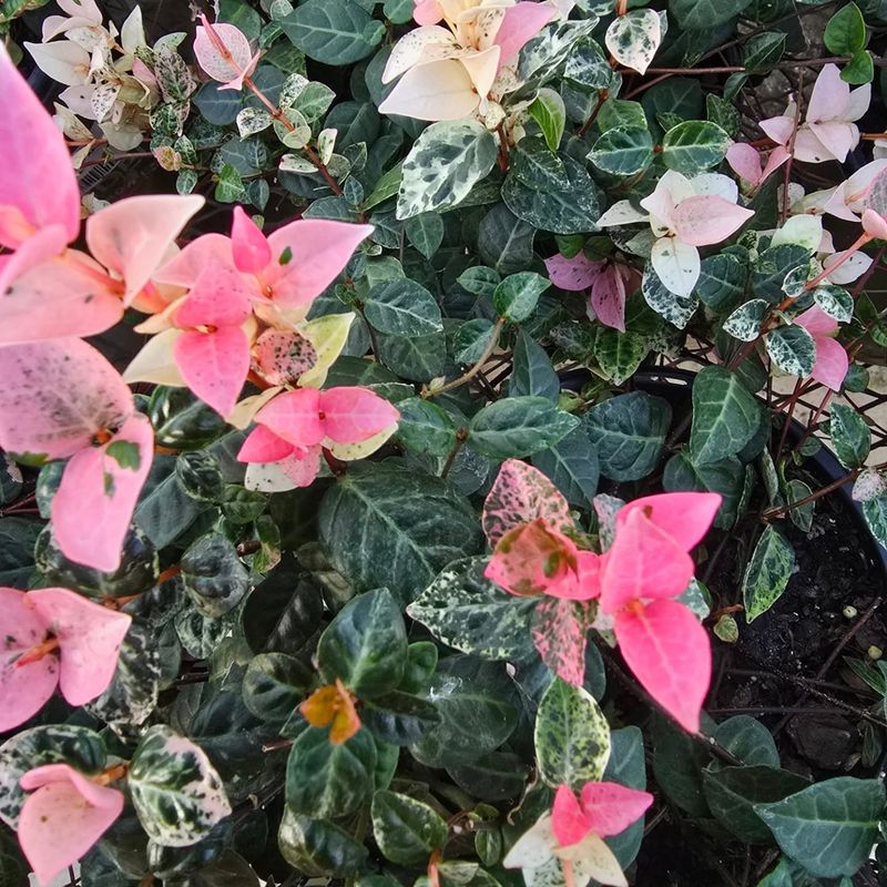 Let Asiatic Jasmine Cover Bare Ground Let Asiatic Jasmine Cover Bare Ground