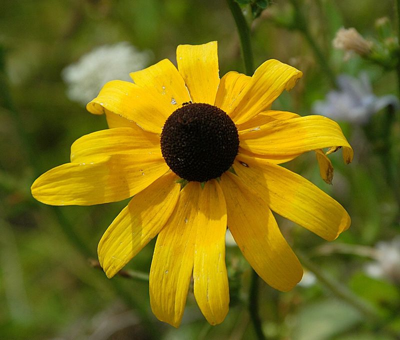 Let Black Eyed Susan Scatter Seed For Next Year