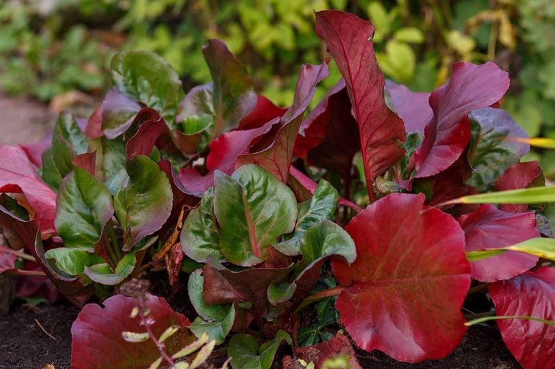 Let Bold Leaves Carry The Garden Through Winter Let Bold Leaves Carry The Garden Through Winter