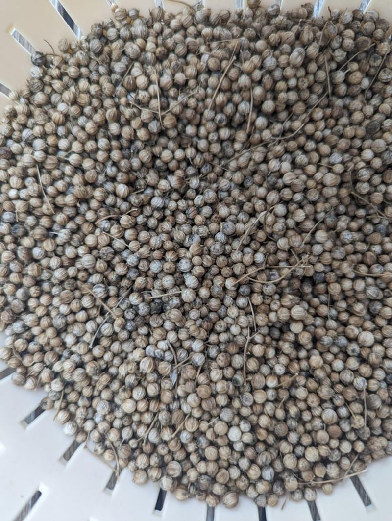 Let Bolted Cilantro Turn Into Coriander Seed