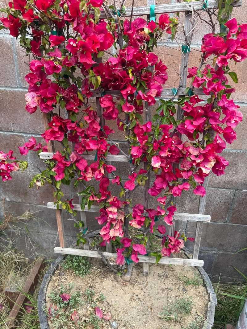 Let Bougainvillea Dry Slightly Between Waterings
