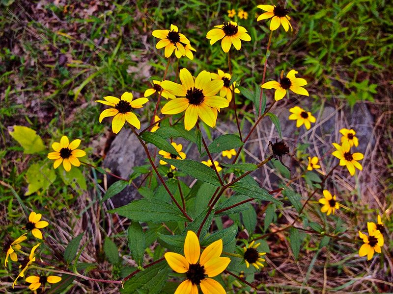 Let Brown Eyed Susan Fill Gaps Without Much Help