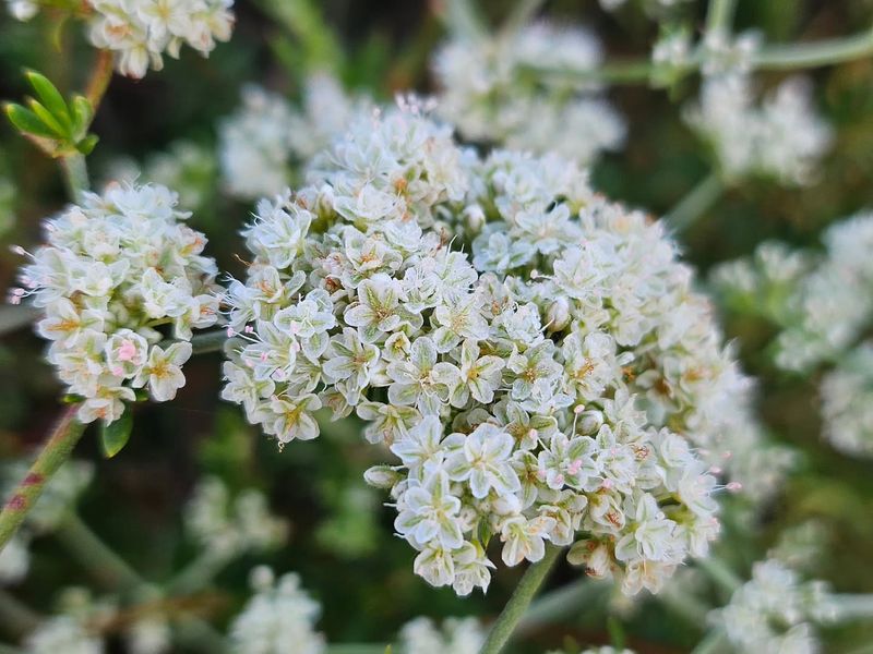 Let California Buckwheat Keep Pollinators Busy