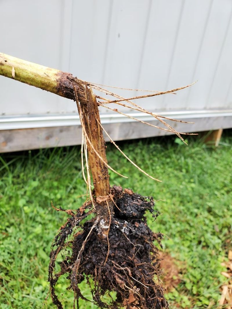 Let Clay Protect Roots In Dry Spells Let Clay Protect Roots In Dry Spells