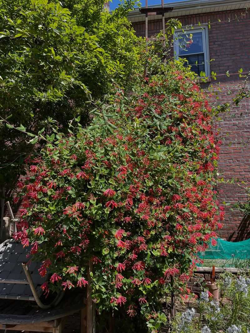 Let Coral Honeysuckle Cover A Fence